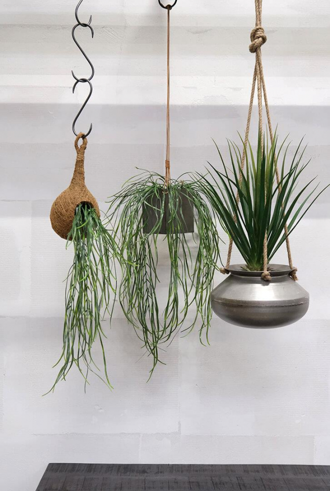 Ampeliruukku 'Sikasso' - Nahka